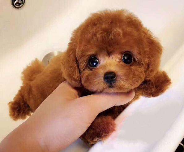 泰迪两个月吃什么狗粮,二个月泰迪吃什么狗粮最好