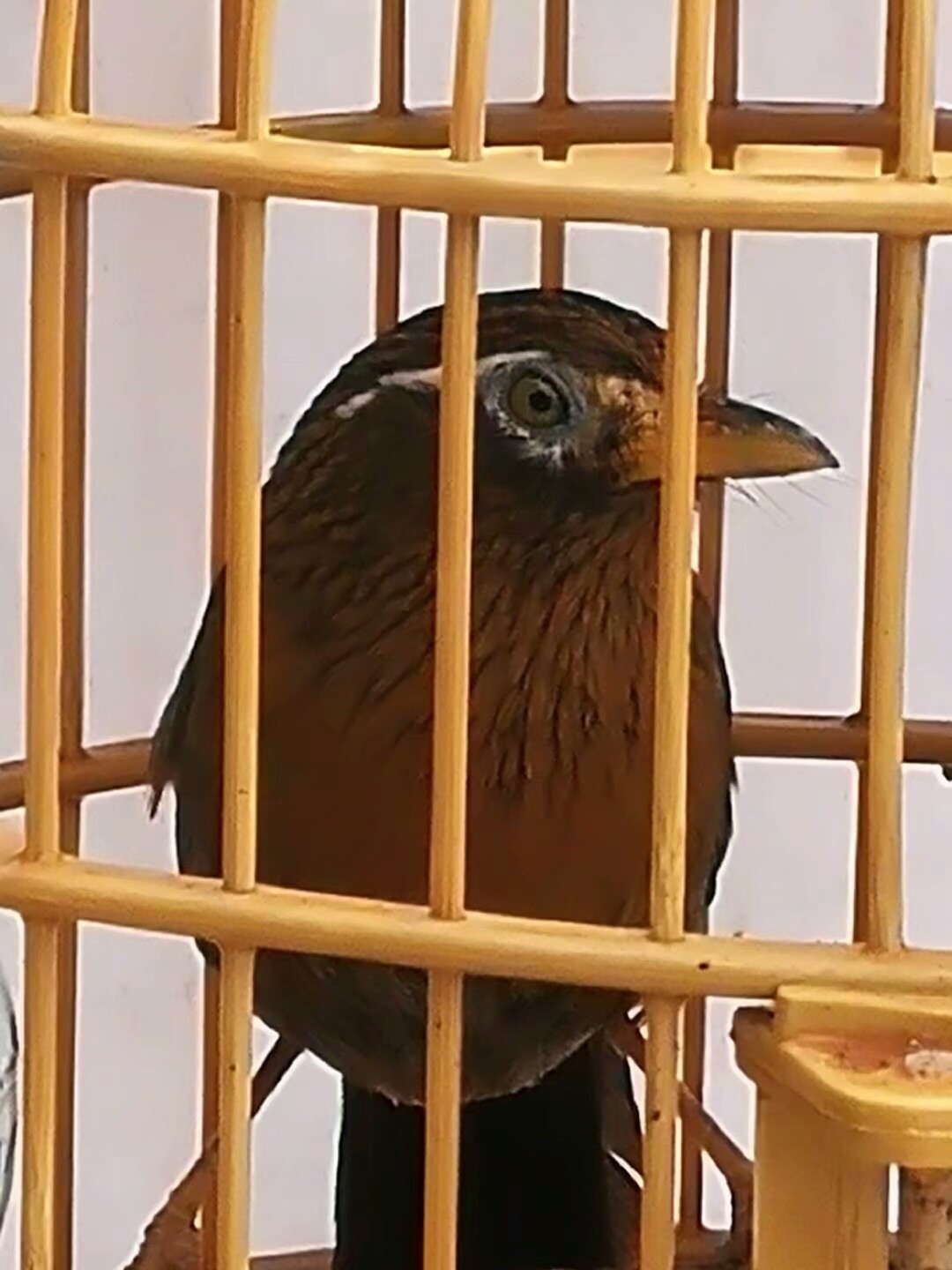 生头画眉鸟开始仰头怎么办,生头画眉鸟要闭笼多久