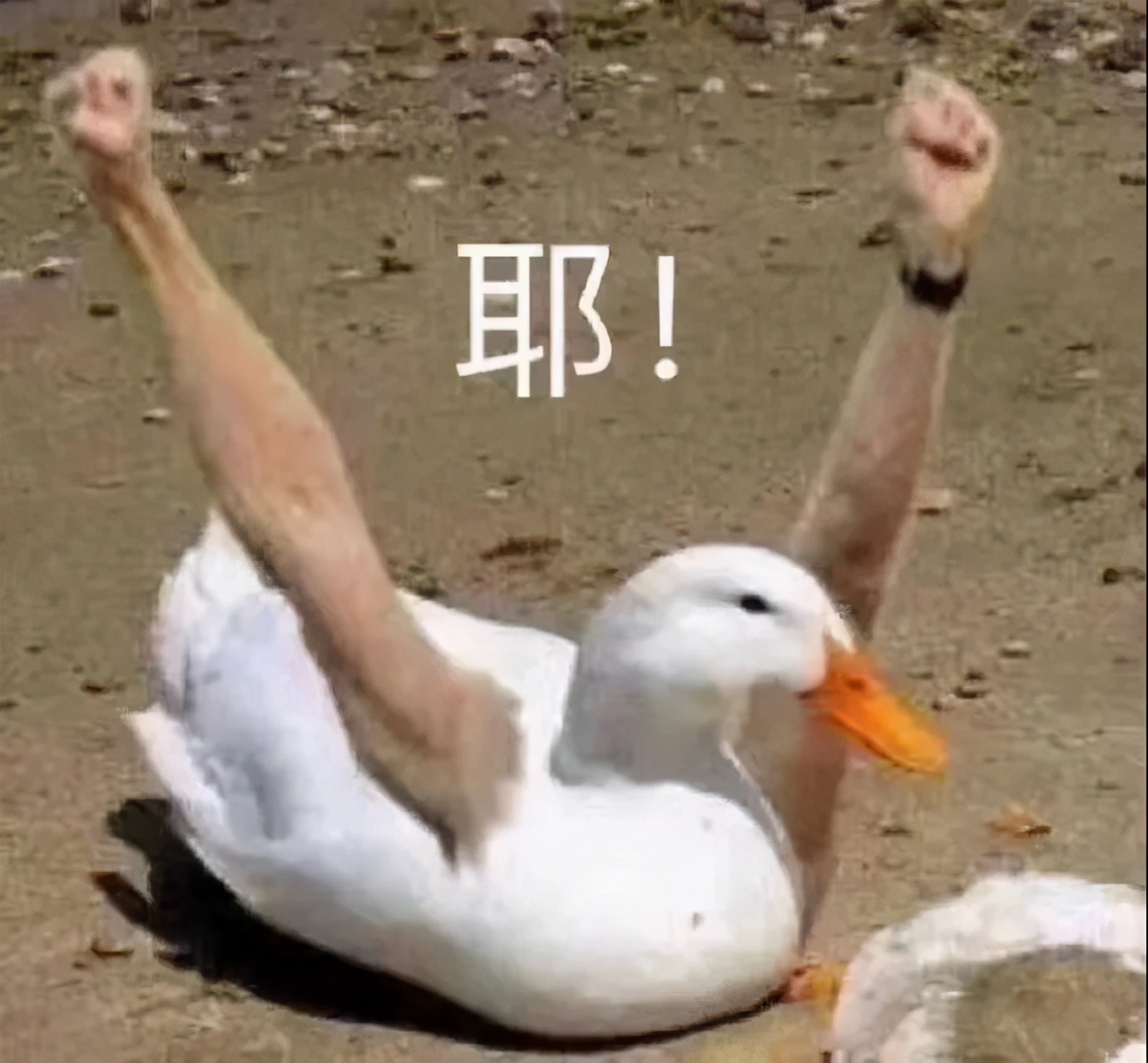 今年必入手的小裙子,比bm便宜的店铺