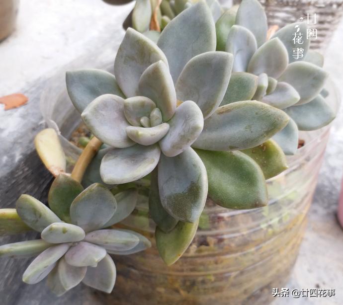 多肉浇水后还是皱巴巴的,多肉叶片干瘪发皱浇水后也不恢复