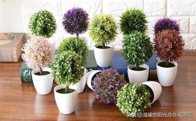 小植物该怎么养才好养活,养花新手都养不死的植物