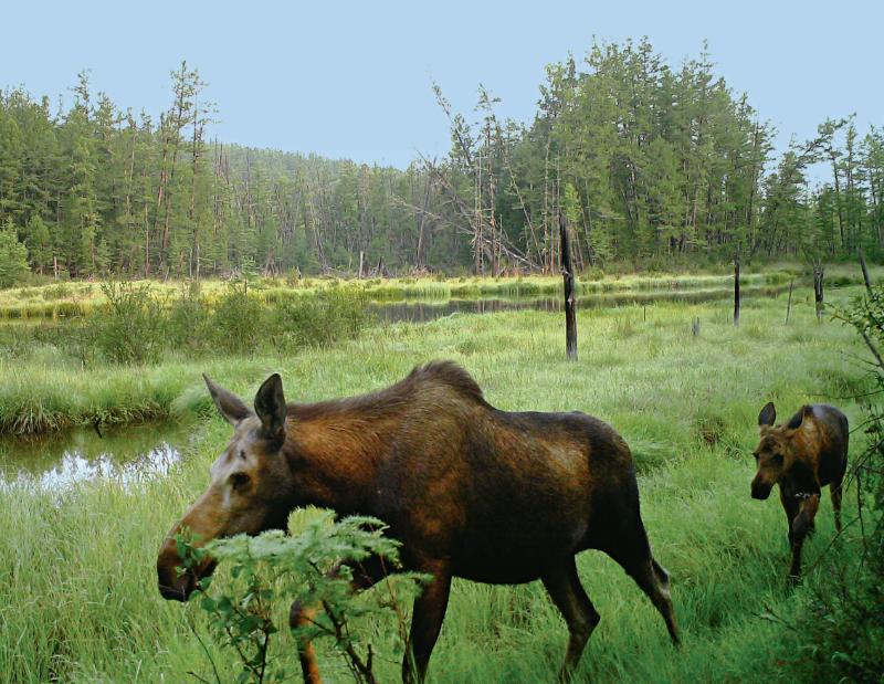 林草科普|驼鹿:典型泰加林居民