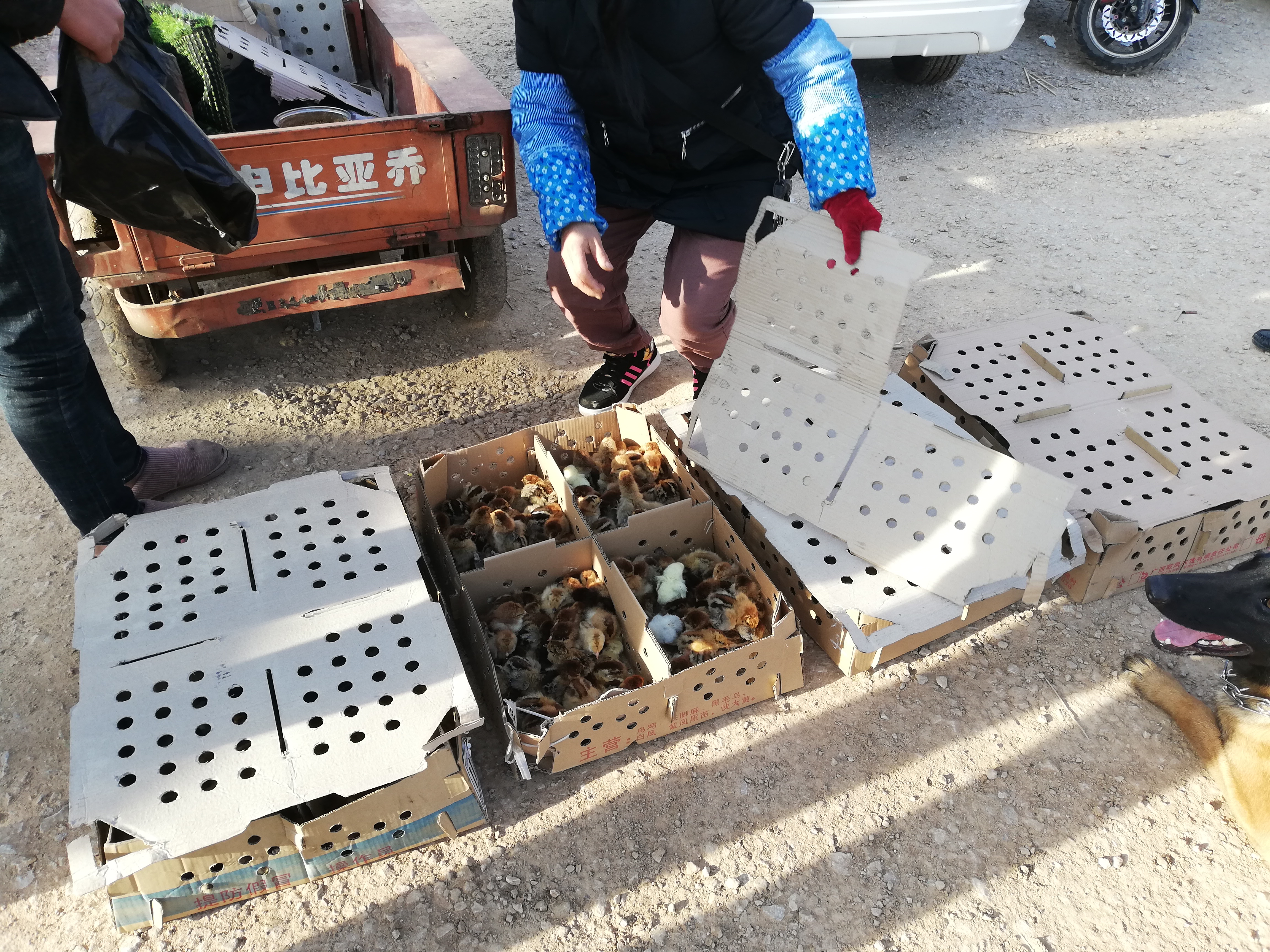 狗市出售50元一只的鸡,狗市买土狗幼犬20元一只