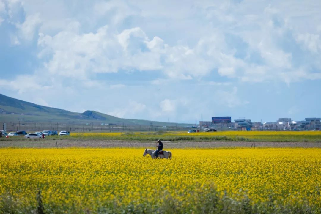 只要你面朝青海湖，八月依旧春暖花开