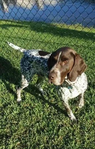 缉毒犬闻多了毒品会上瘾吗,闻毒品气味算吸毒吗