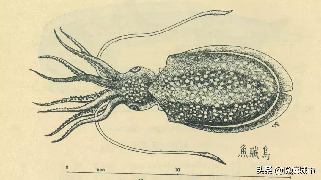 上海河道有什么好吃的鱼,上海好吃的鱼种有哪些鱼