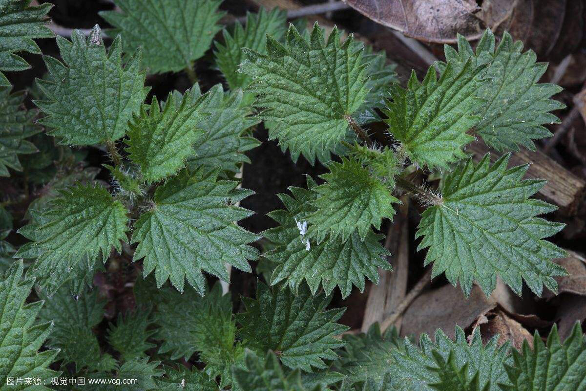中草药荨麻的功效,荨麻疹有什么中草药可以治疗