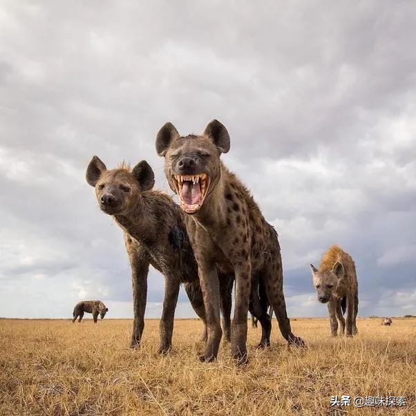 人若碰到“掏肛大王”鬣狗怎么办？是拔腿就跑，还是下蹲捡石头？