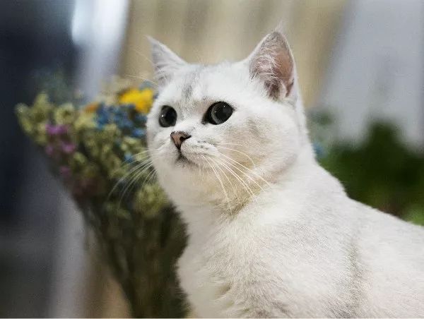 辟谣:养猫会得猫抓热?猫抓热到底是什么病?你家猫咪患上了吗?