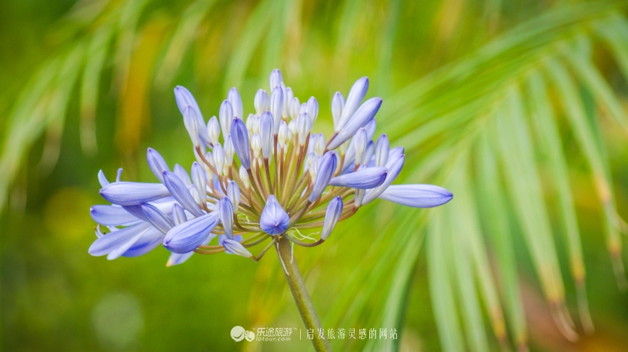 美国加州大学ucla录取条件,ucla加州大学洛杉矶分校女篮