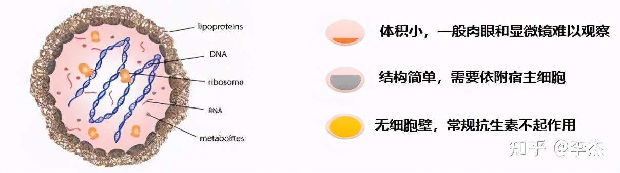 细胞培养出现链球菌污染怎么办,细胞培养如何应对支原体污染