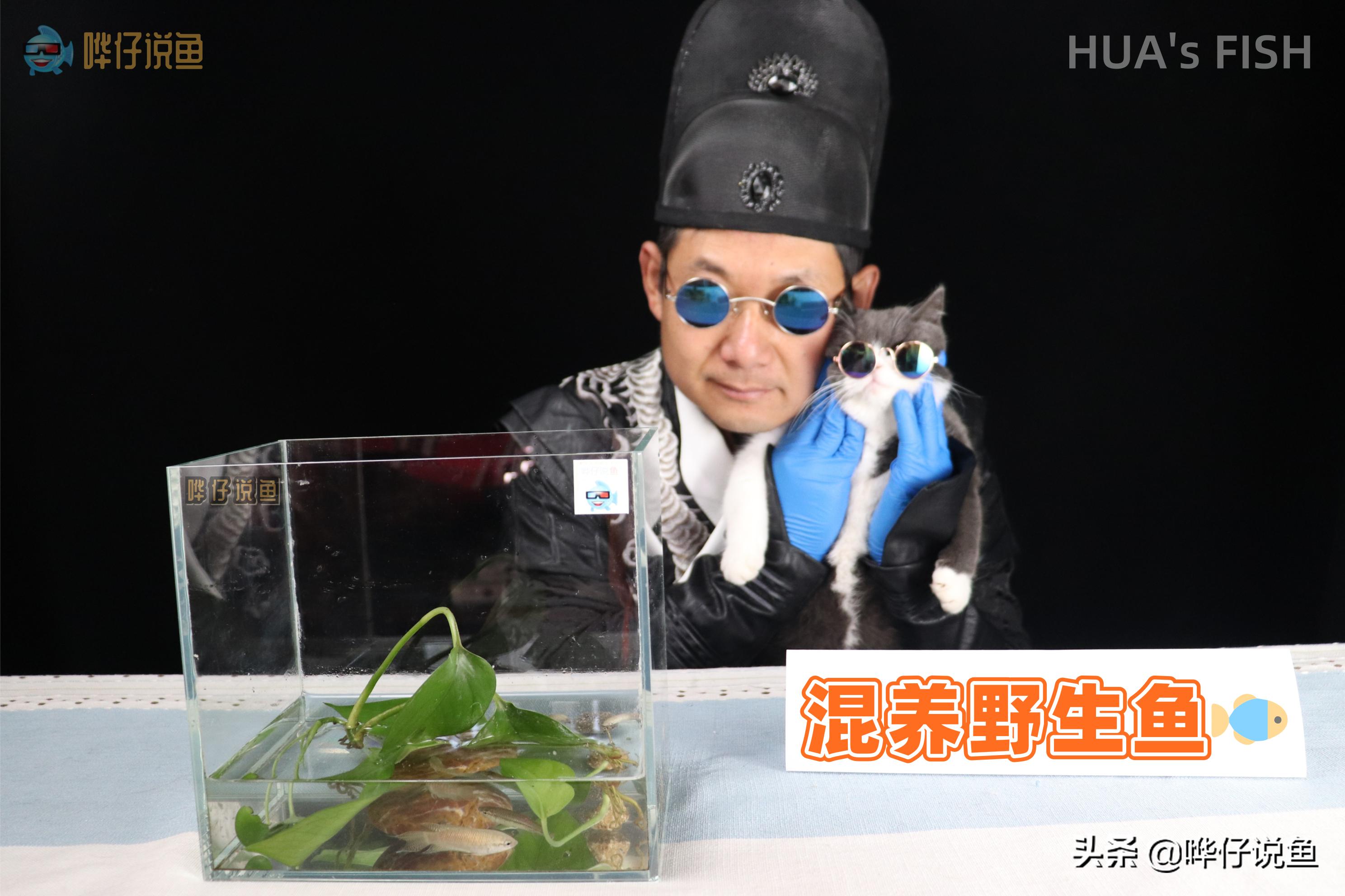 河里抓的小鱼能和观赏鱼混养吗,野外鱼和观赏鱼混养会死吗