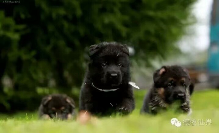 德国牧羊犬图片霸气大全集,德国牧羊犬图片精品