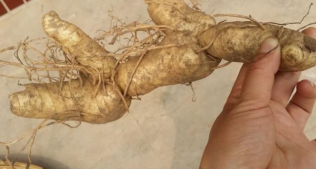 农村经常看见的一种洋姜,洋姜有哪些地方用得最多