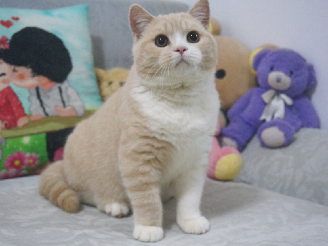 英国短毛猫养猫,英国短毛猫养猫知识