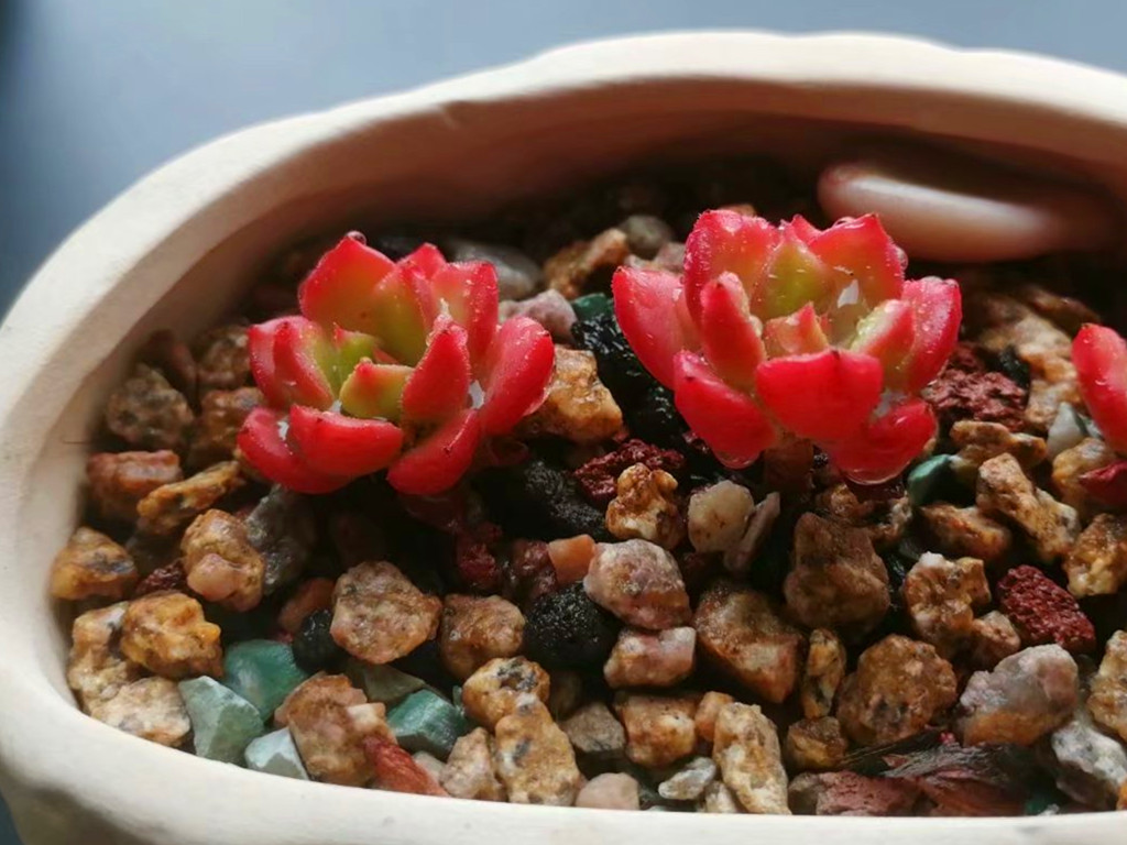 多肉想要变色怎么养,多肉早晚温差多大最容易上色