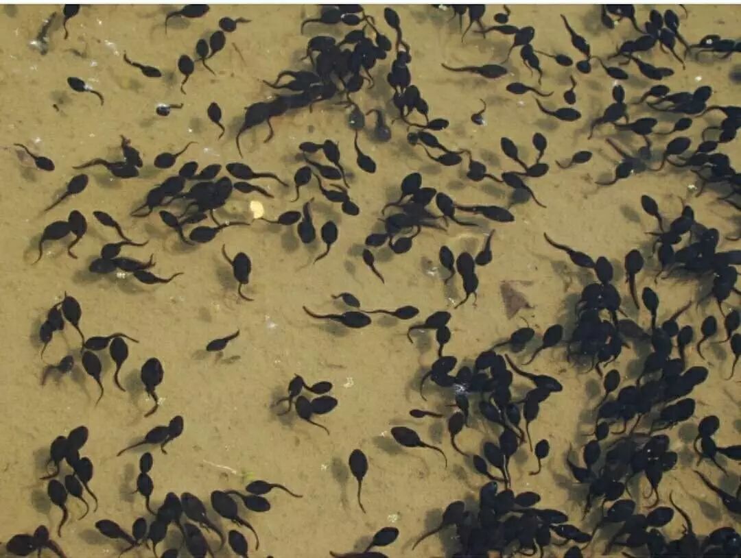 男科诊疗纪实,男科专家谈精子系列