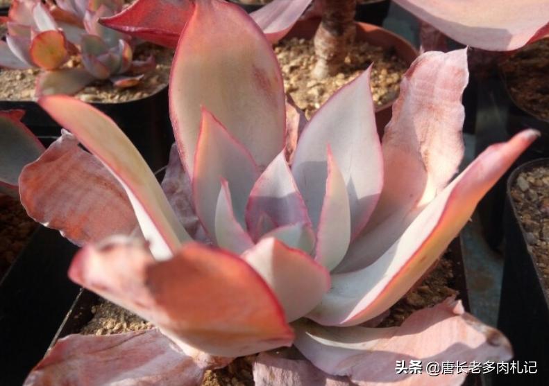 几款好看的厚叶型多肉,超大型多肉薄叶三仙广寒宫