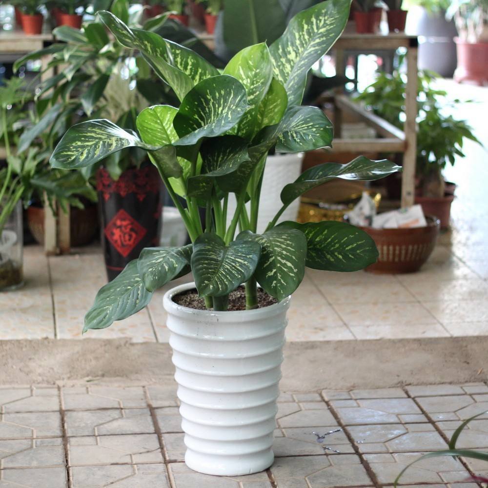 万年青栽培及养护注意事项,万年青如何栽培养护