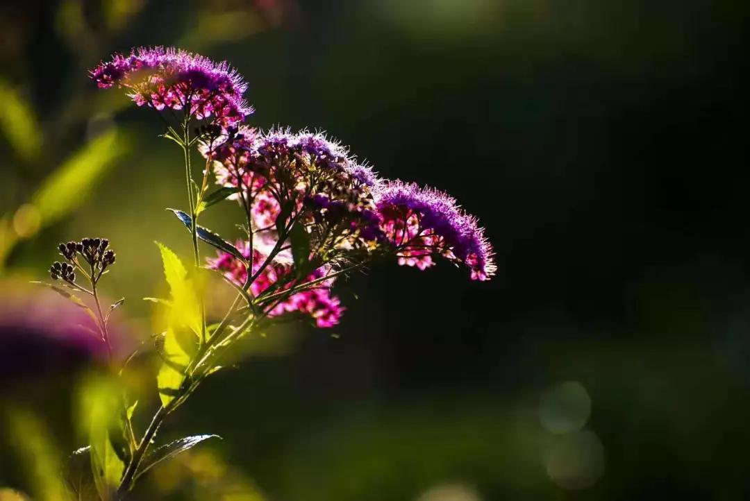 倾听花开的声音,倾听美妙的声音