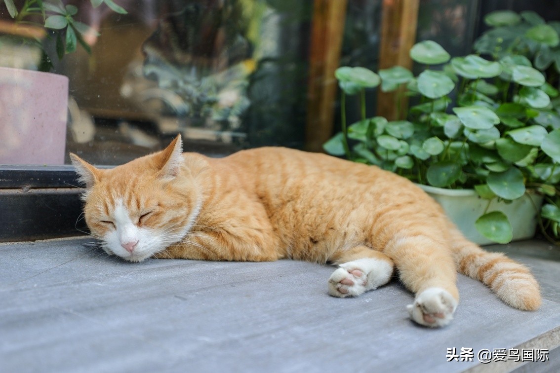 佳能eosr6详细参数曝光诚意满满,佳能发布新eosr6全画幅相机