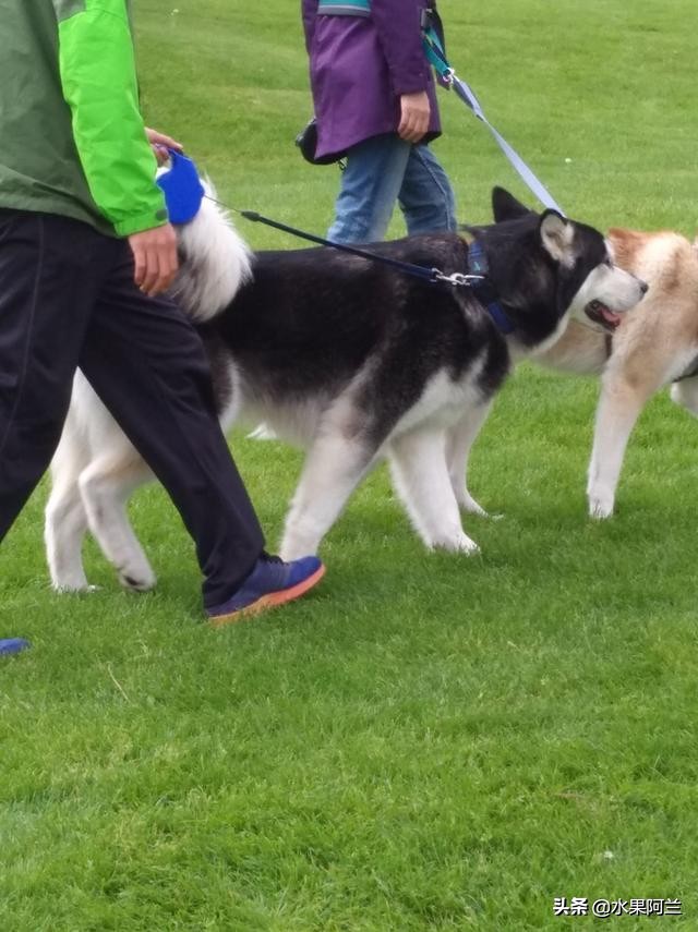 新西兰旅游攻略租车,加国自驾游攻略