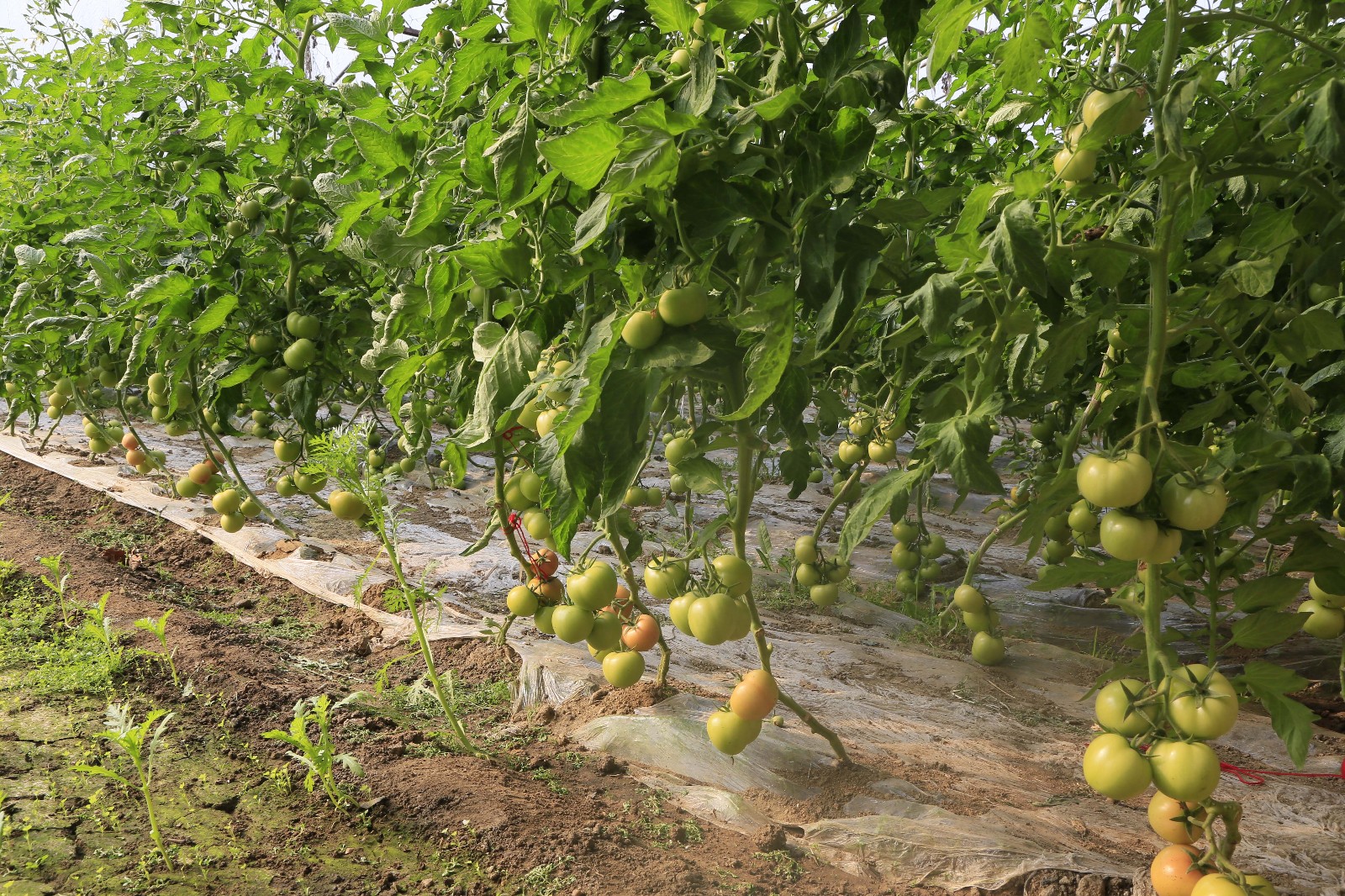 大棚西红柿高产,西红柿定植前用什么化肥配方高产