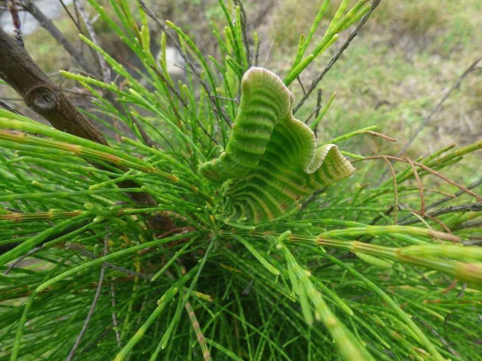 生物进化及自然选择,生物进化的历程简单进化树