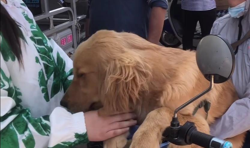 金毛犬多少钱一只河南,一只金毛1500元