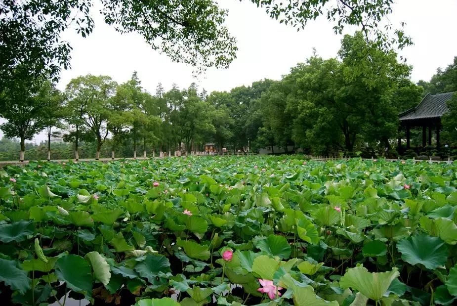 武汉景点免费网上预约,武汉景区免费景点推荐