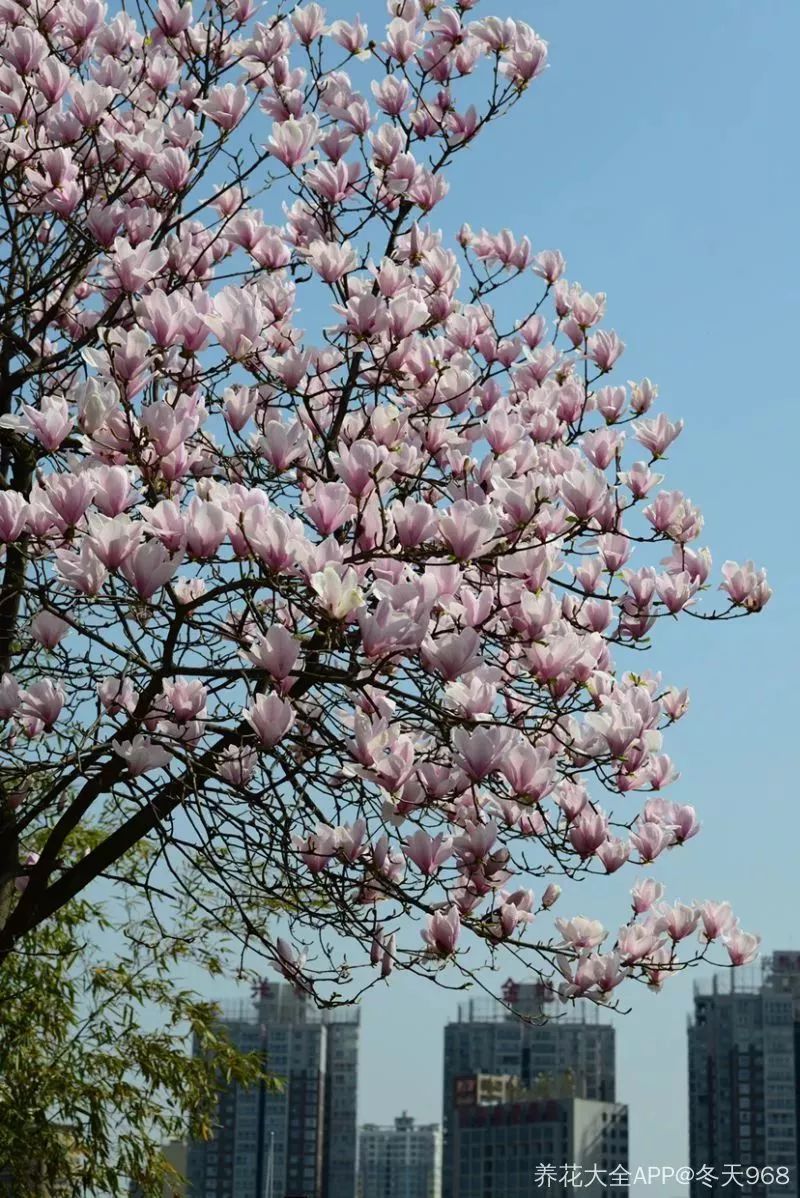 看到花的时候,不知是什么花?那就收下这份百花图谱