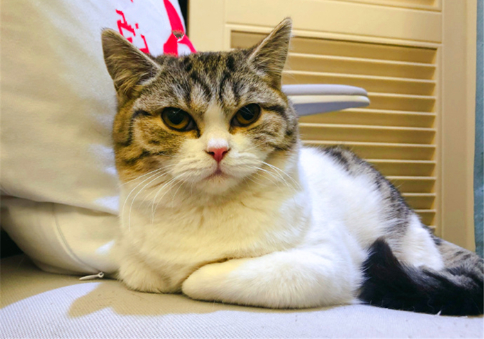 猫咪绝育前禁食禁水多久,猫咪绝育手术前禁水禁食