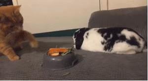 辟谣猫,辟谣猫咪食物