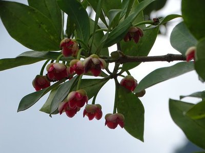 八角的香气是香料中最霸气的,八角和什么香料都具有芳香的气味