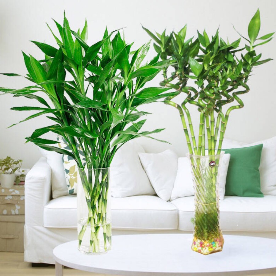 十大好养的懒人花好看,家中常种的十种吉祥花