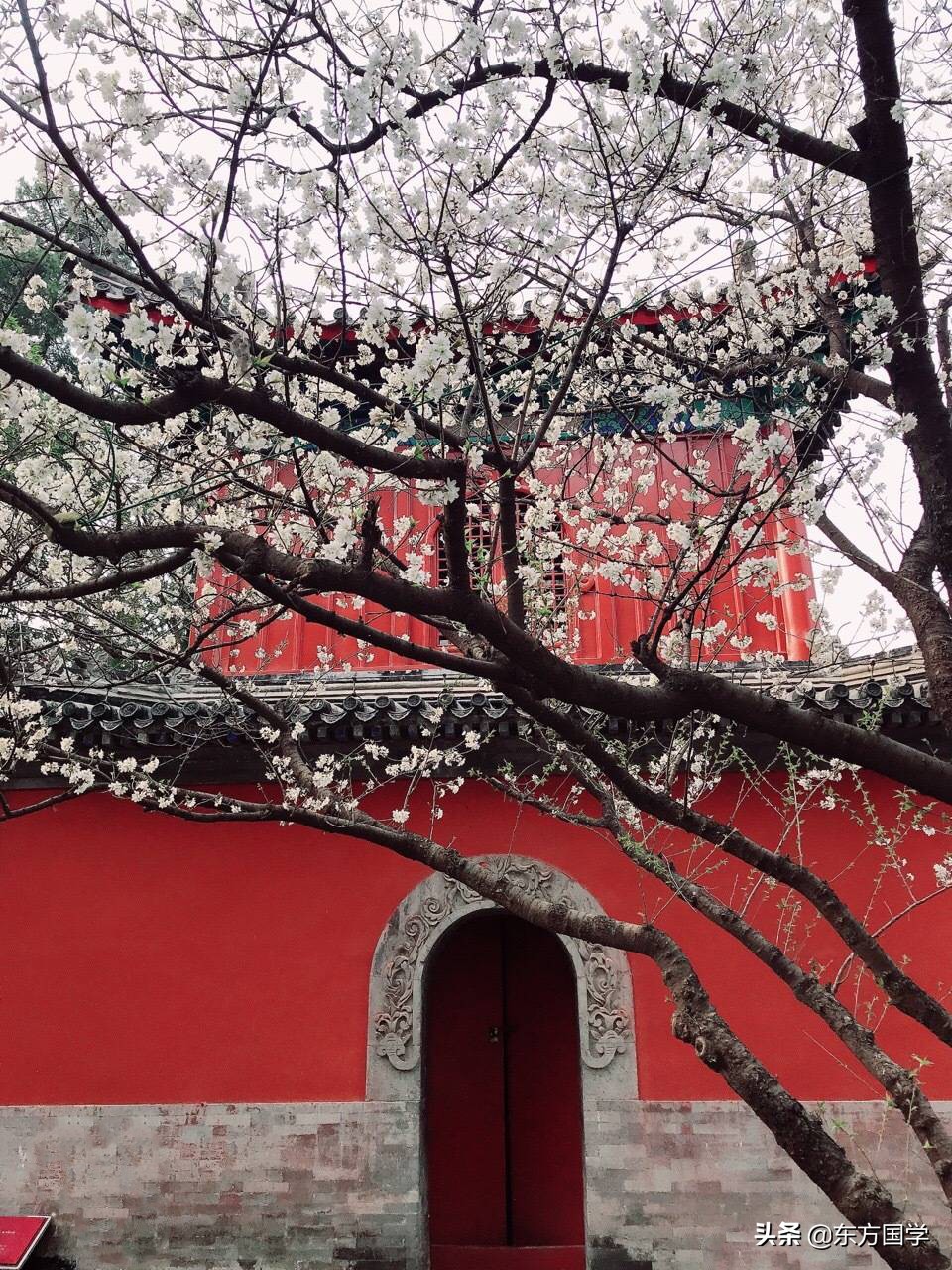 @所有人，周末一起赏玉兰，五处北京玉兰美景