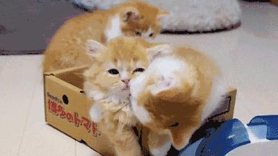 我跟中产的唯一联系，可能是养猫