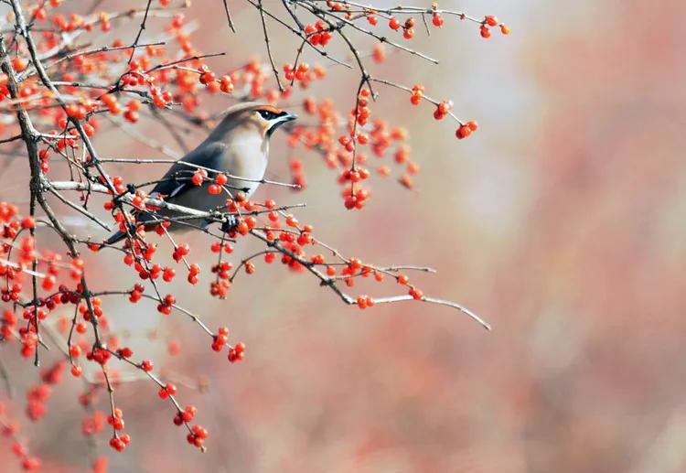 太平鸟拍到的视频,抓拍鸟的照片