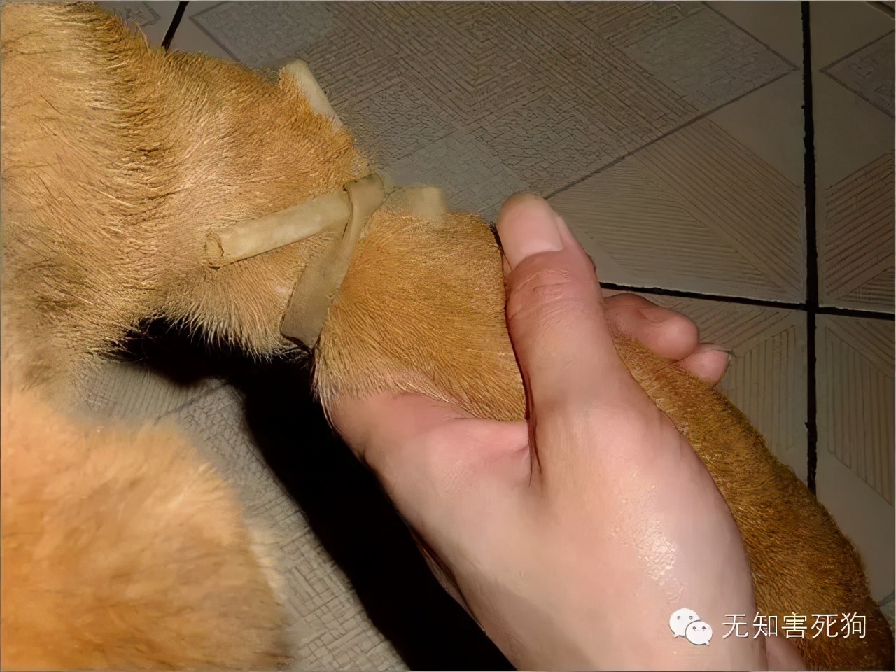 怎么给小狗打针打吊瓶,在家怎么给小狗狗打疫苗