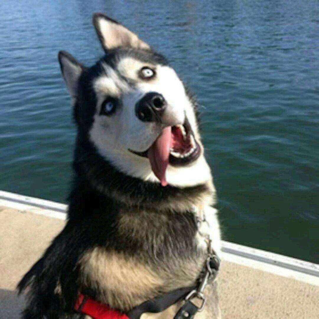 搞笑又可爱的狗子,萌到流鼻血宠物的搞笑可爱瞬间