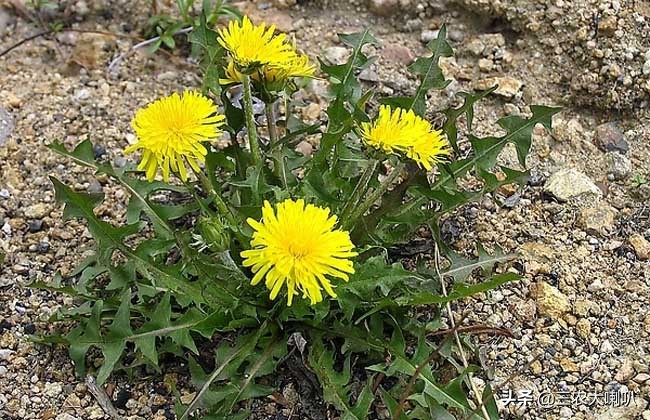 农村常见100种野菜图片及名称荠菜,春天挖野菜的感觉真好