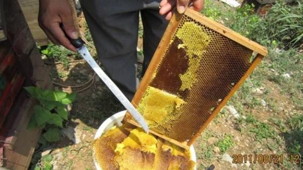 女孩喝蜂蜜会发育早吗,女童喝蜂蜜水会早熟吗