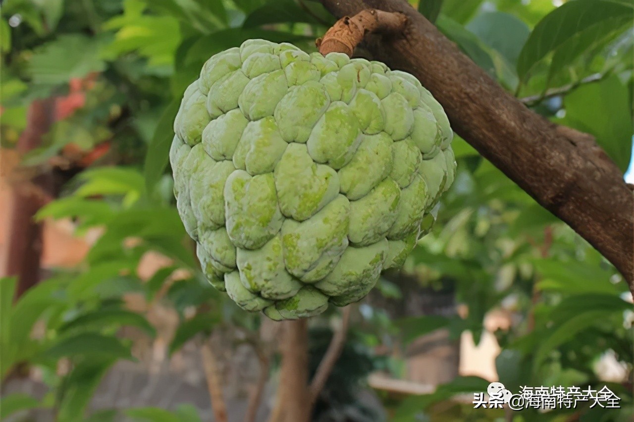 来海南必买的十大特产水果,你吃过哪个?