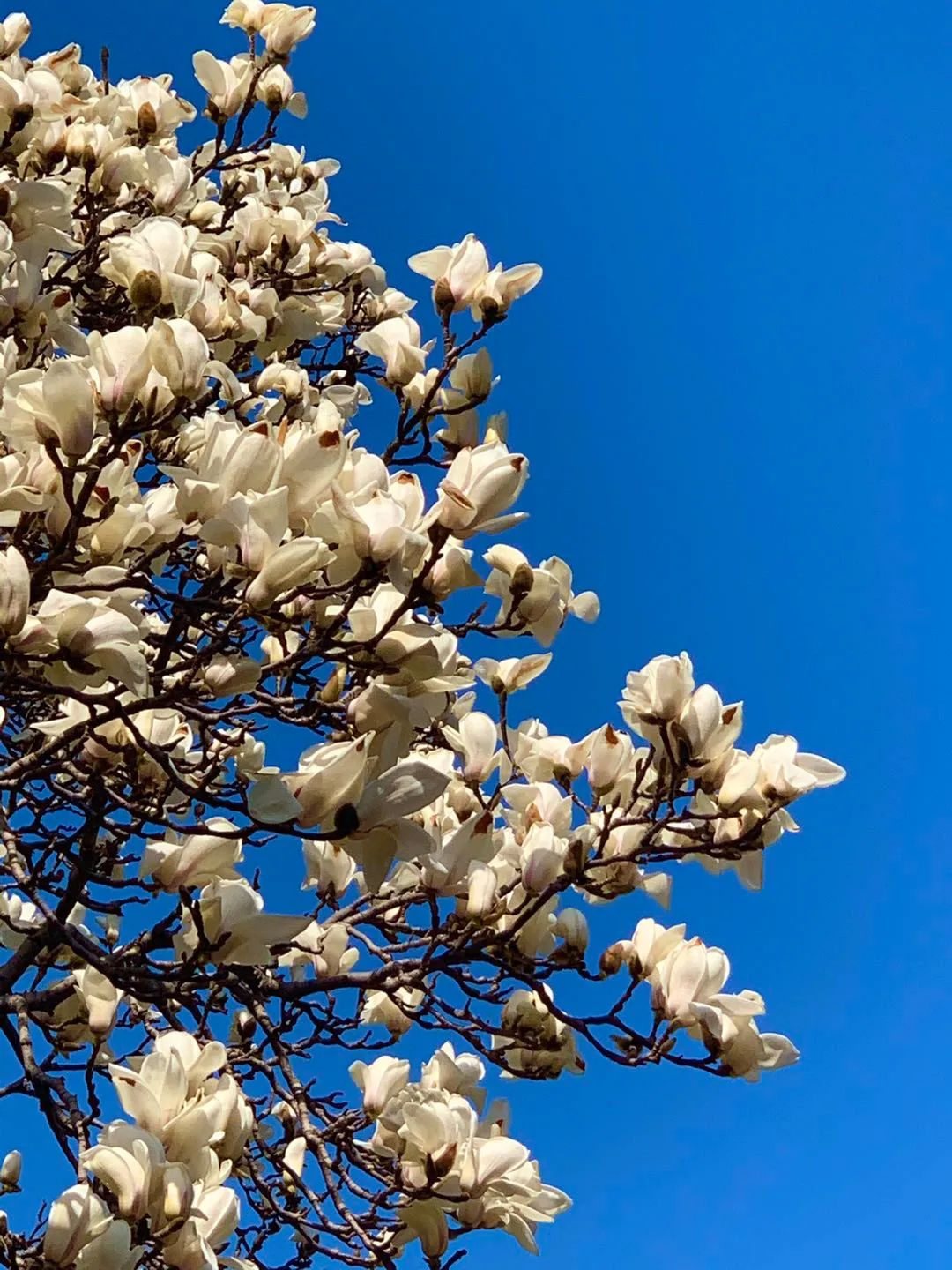 关于春天的古诗词名句大全简短,描写春天美丽景色的古诗名句大全