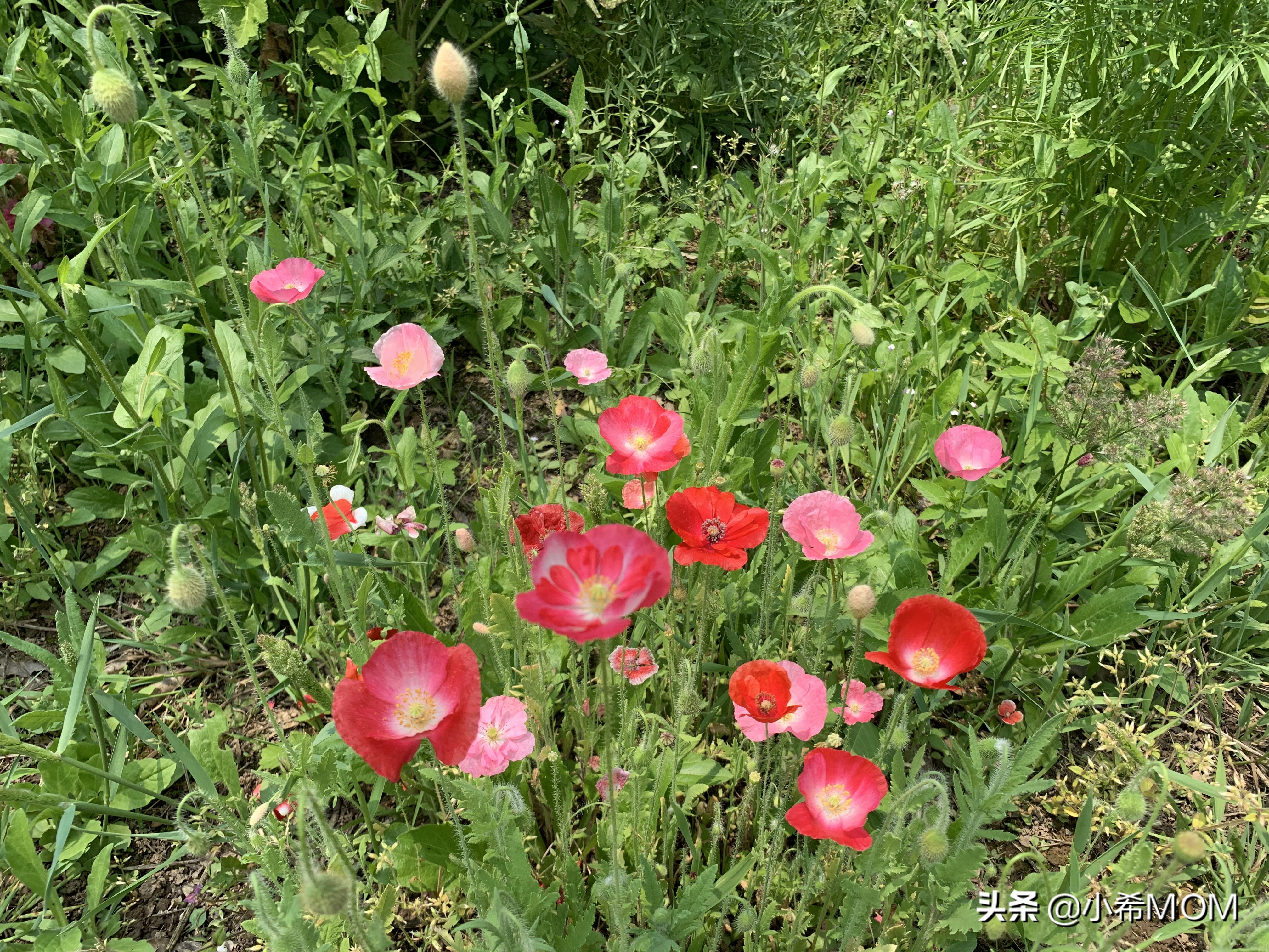 五一十大网红打卡旅游景点,五一小长假首日各网红景区