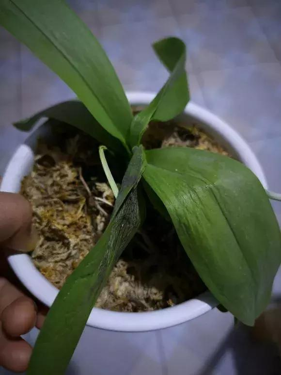 花儿叶子发黄是怎么回事,花儿叶子发黄枯萎萎蔫