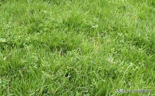 除草不用农药怎么除得快,除草不费力气的办法