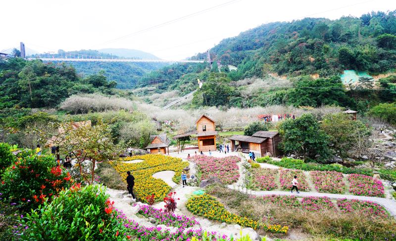 广东开平天露山梅花,广州新兴天露山梅花