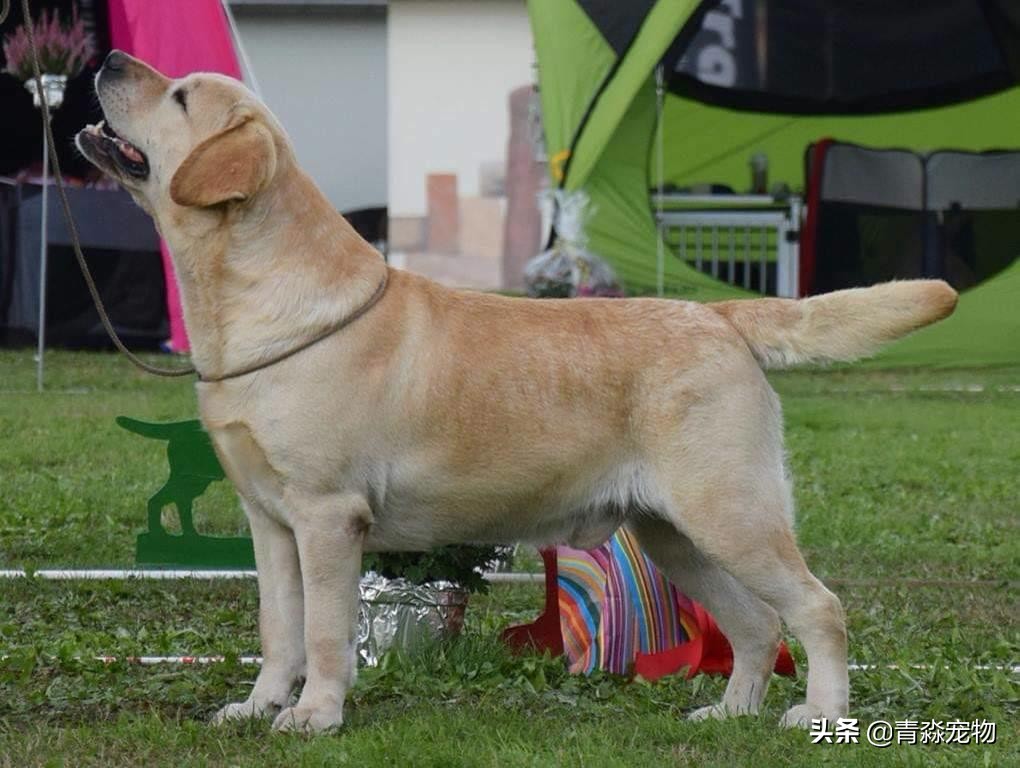 宠狗注意事项,宠兽小知识大全