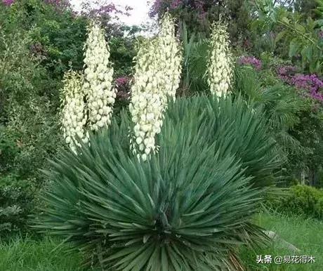 丝兰凤尾兰剑麻就是同一种植物吗,龙舌兰和剑兰的区别图片